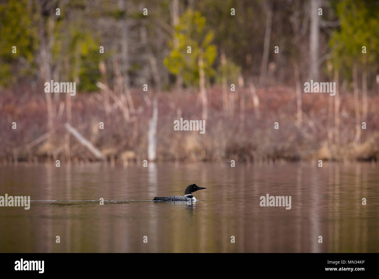 MAYNOOTH, ONTARIO, CANADA May 11, 2018 A Common Loon (Gavia immer