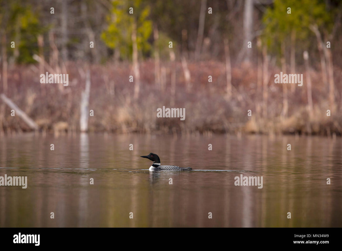 MAYNOOTH, ONTARIO, CANADA May 11, 2018 A Common Loon (Gavia immer