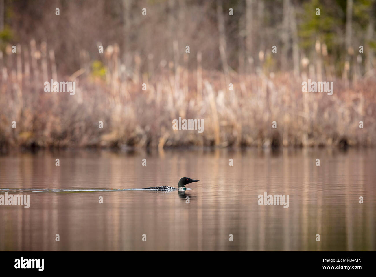 MAYNOOTH, ONTARIO, CANADA May 11, 2018 A Common Loon (Gavia immer