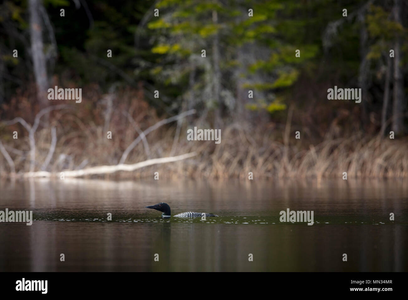 MAYNOOTH, ONTARIO, CANADA May 11, 2018 A Common Loon (Gavia immer