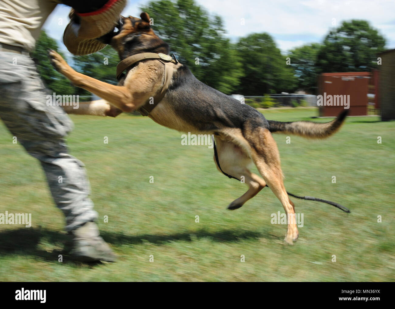 U.S. Air Force military working dog Toni, assigned to the 633rd Security Forces Squadron, attacks on command at Joint Base Langley-Eustis, Va., Aug. 4, 2017. Toni and his handler, Staff Sgt. Jeffrie Kennedy, 633rd SFS MWD handler, recently placed first in the “Iron Dawg” competition where they participated in four challenges, which included a three-mile run, basic obedience coupled with a tactical obedience course, detection and patrol work. (U.S. Air Force photo/Airman 1st Class Anthony Nin Leclerec) Stock Photo