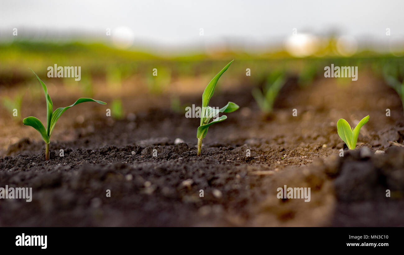 Corn crop growing early in spring from farm land in rural Midwest, USA Stock Photo Alamy