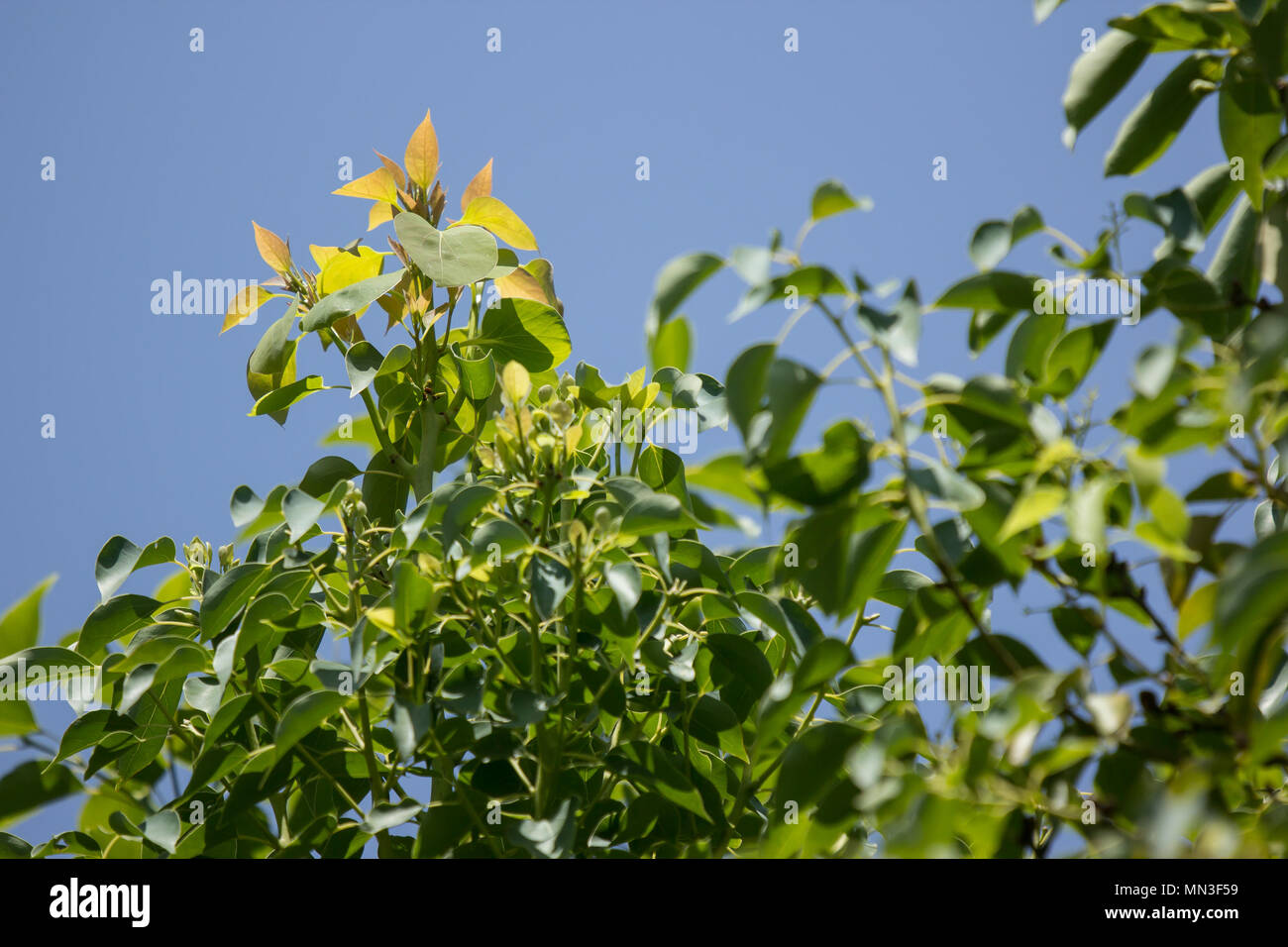 Close up Young Leaf of Indian cork tree Stock Photo Alamy
