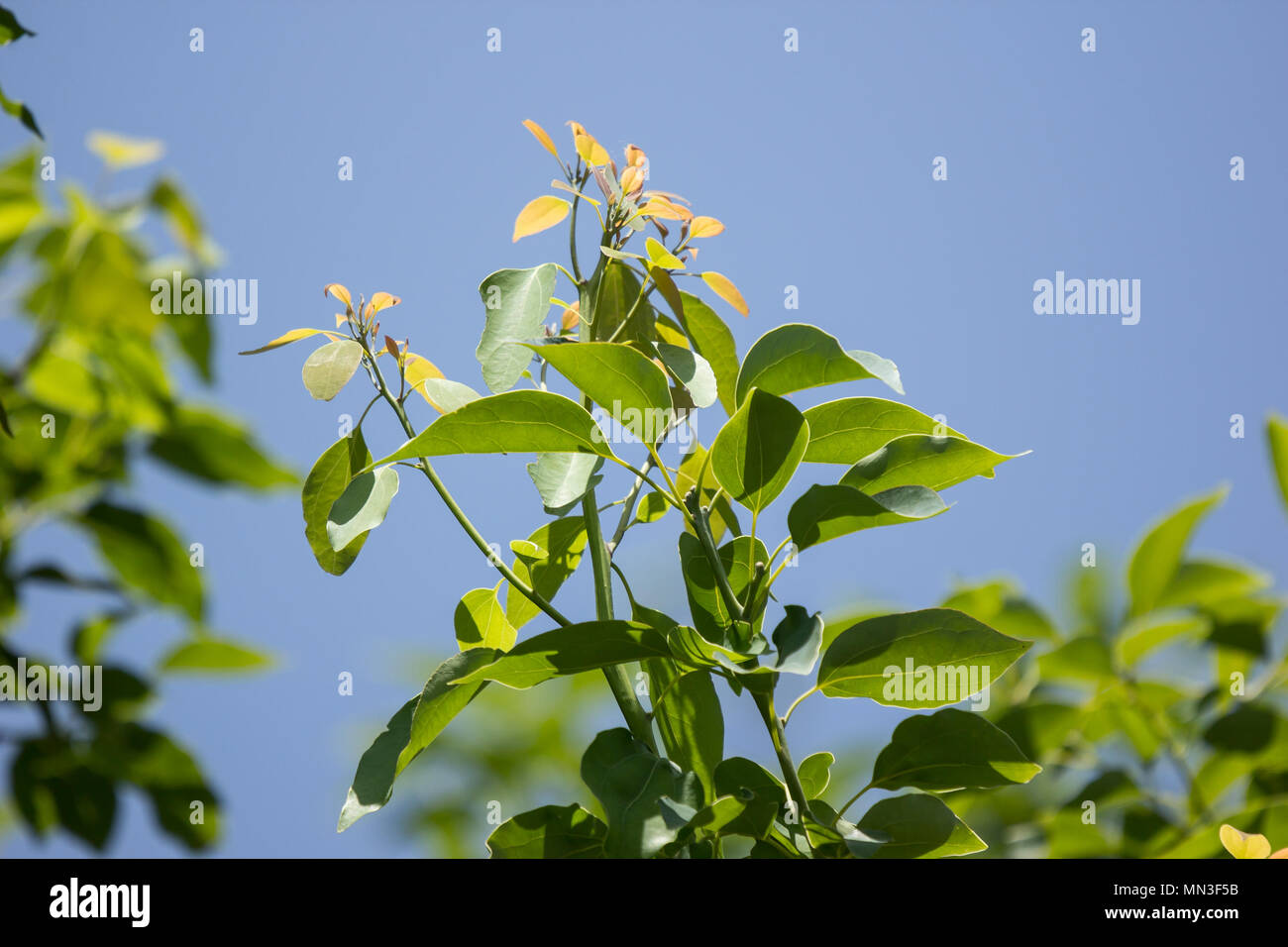 Close up Young Leaf of Indian cork tree Stock Photo Alamy