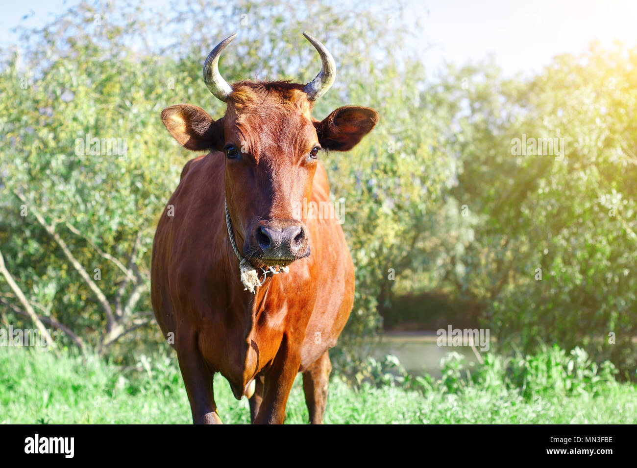 The cow is grazed on a pasture in the summer. Agriculture and livestock production. Stock Photo