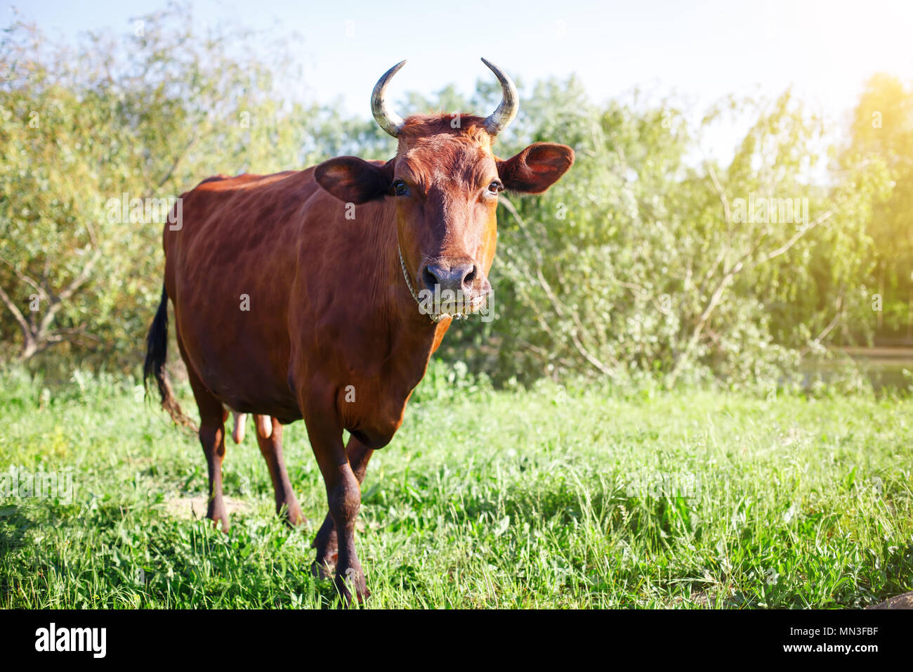 The cow is grazed on a pasture in the summer. Agriculture and livestock production. Stock Photo