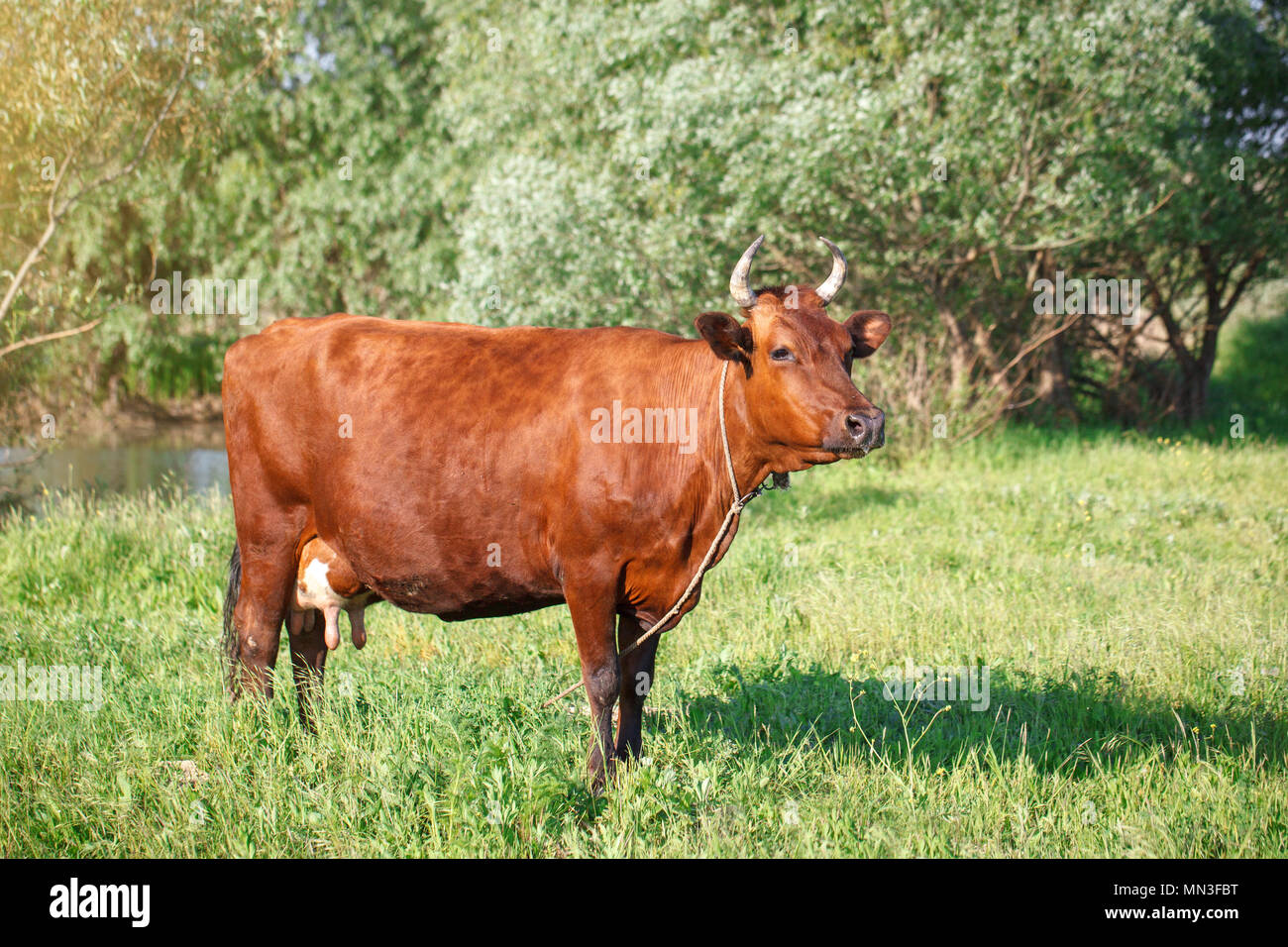 The cow is grazed on a pasture in the summer. Agriculture and livestock production. Stock Photo