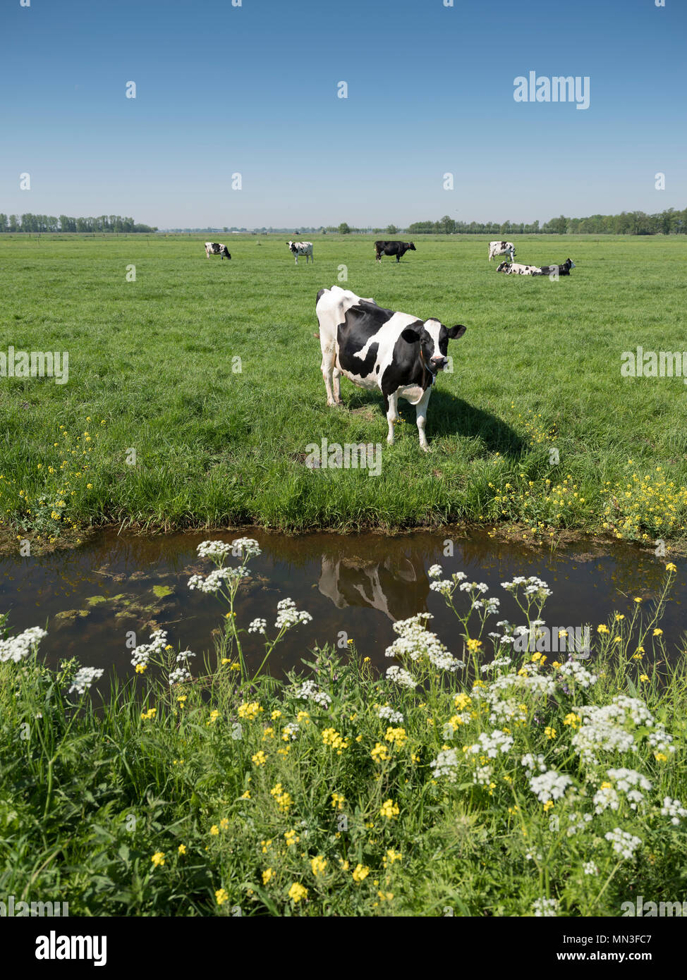 black and white cows in green grassy dutch meadow with blue sky in the ...