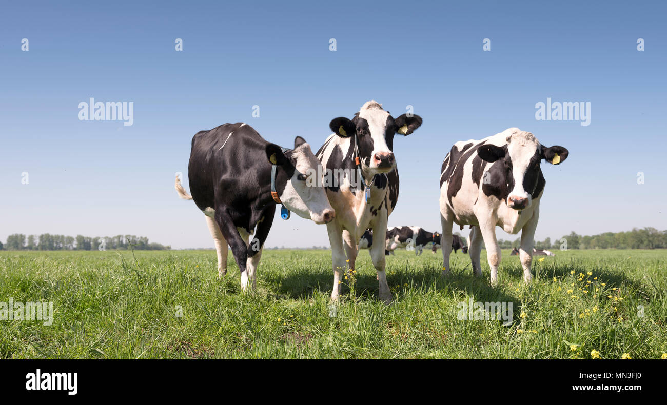 black and white cows in green grassy dutch meadow with blue sky in the ...
