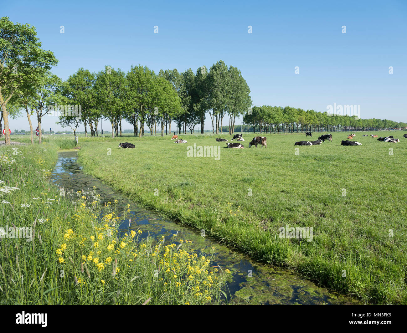 black and white cows in green grassy dutch meadow with blue sky in the ...