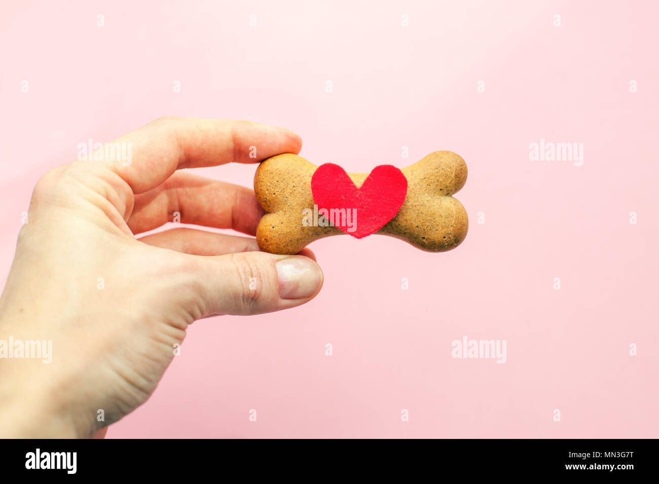 boneshaped biscuit for dog and red heart in woman hand on pink