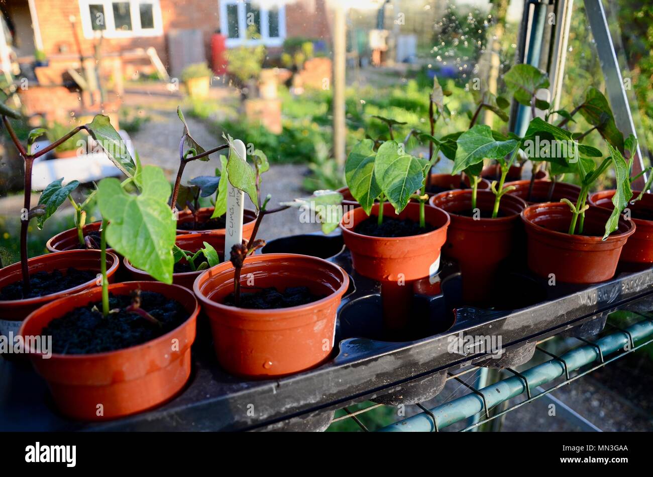 French beans, or green beans growing in plastic pots in cottage garden