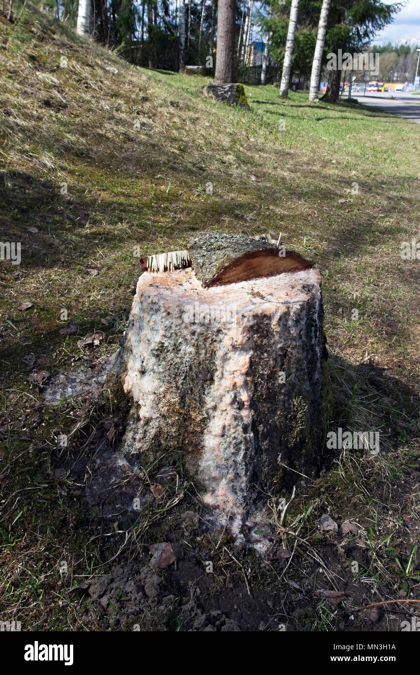 birch tree stump leaking sap at spring, Finland Stock Photo Alamy