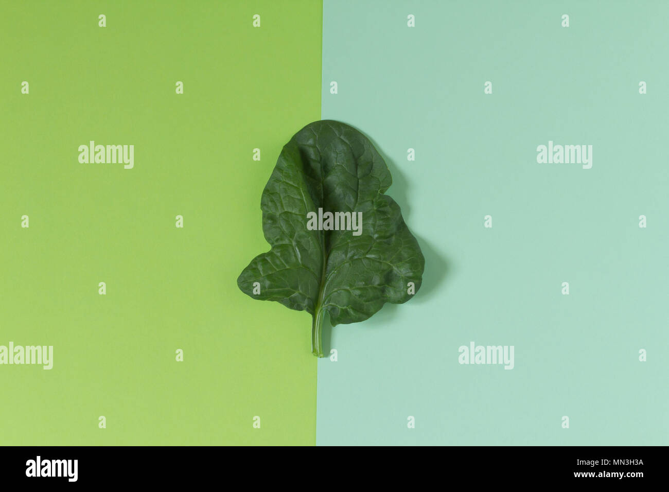 Fresh green leaf of spinach on a background of similar (analogous