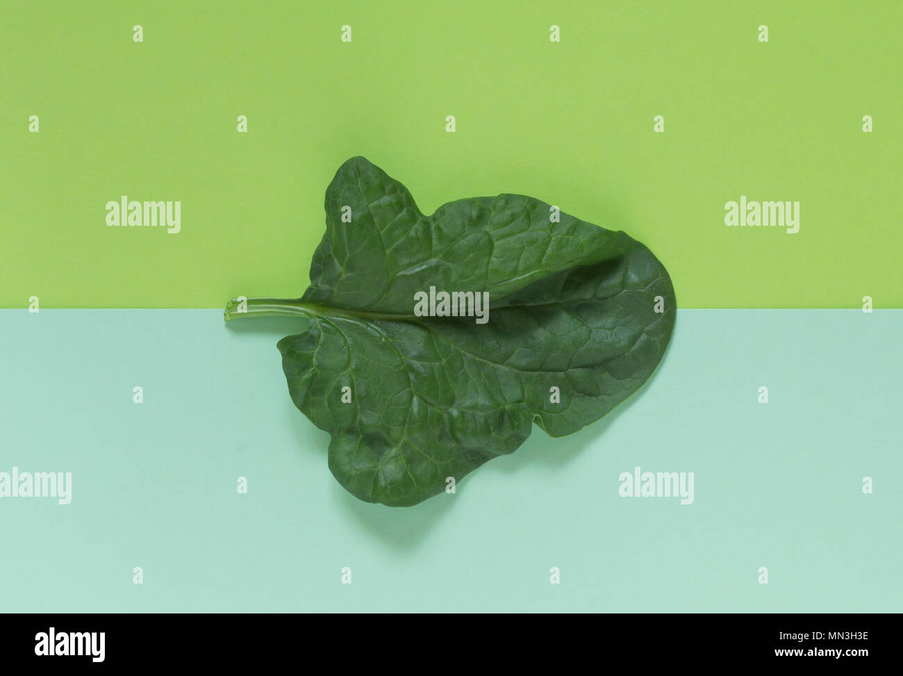 Fresh green leaf of spinach on a background of similar (analogous
