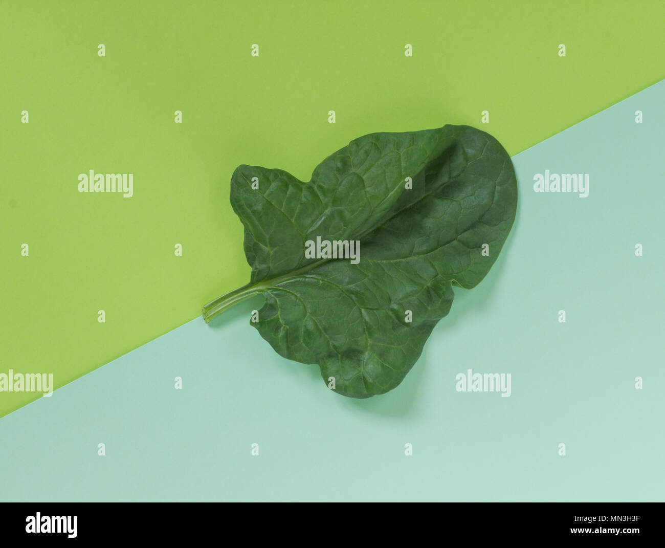 Fresh green leaf of spinach on a background of similar (analogous