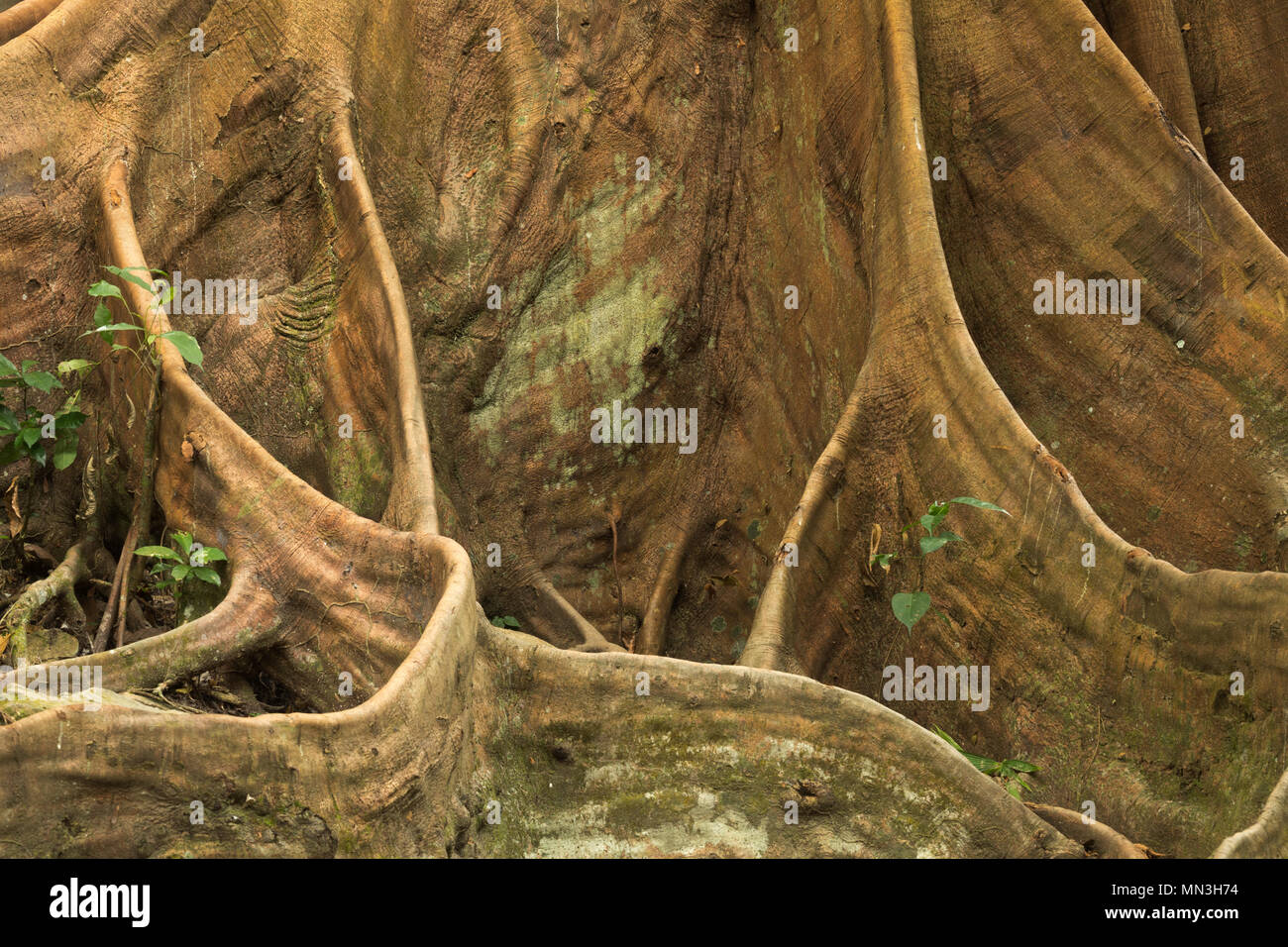 The buttress roots of a Ficus tree in the jungle, Quebrada Valencia, Magdalena, Colombia Stock Photo