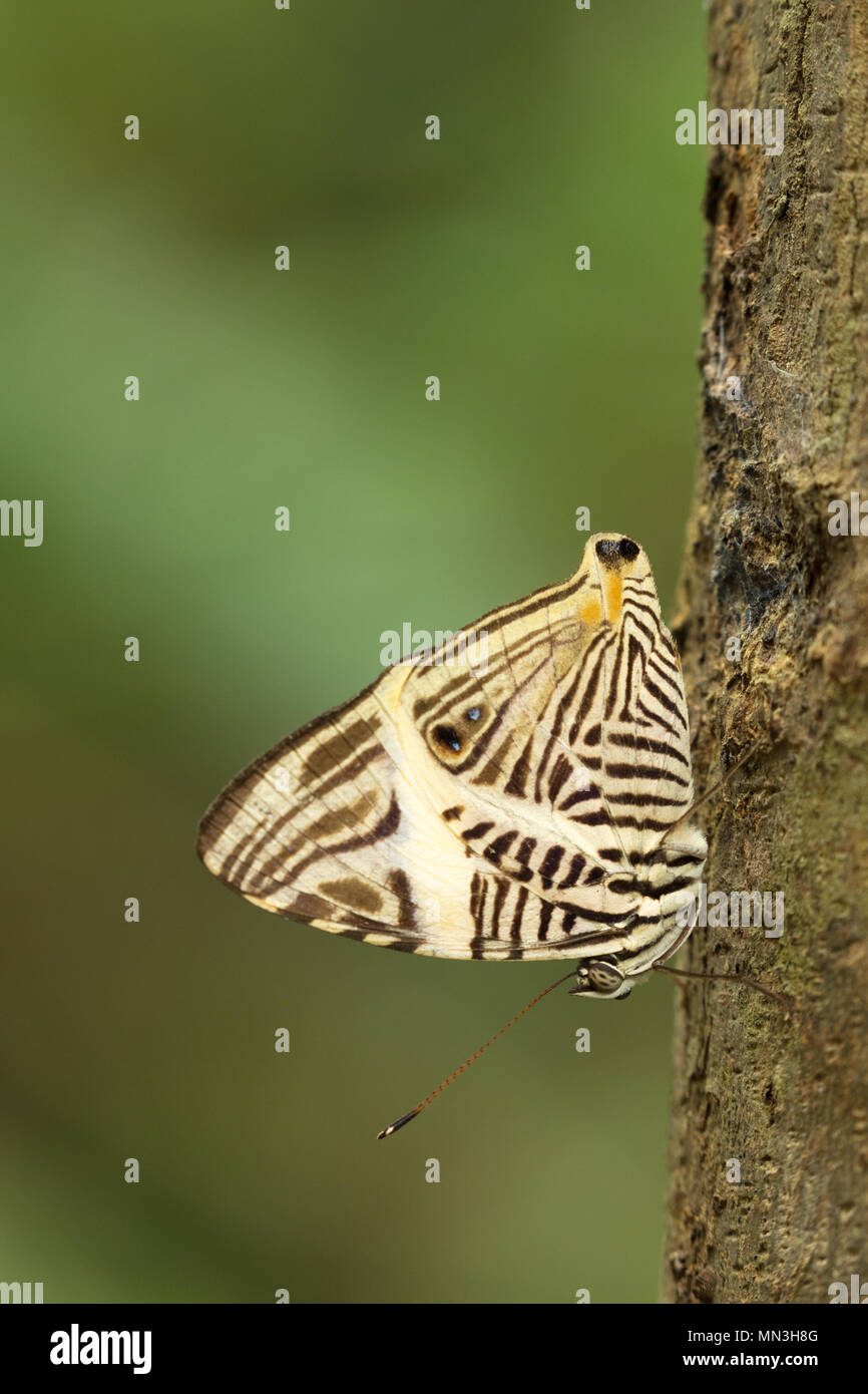 A butterfly in the jungle, Quebrada Valencia, Magdalena, Colombia Stock Photo
