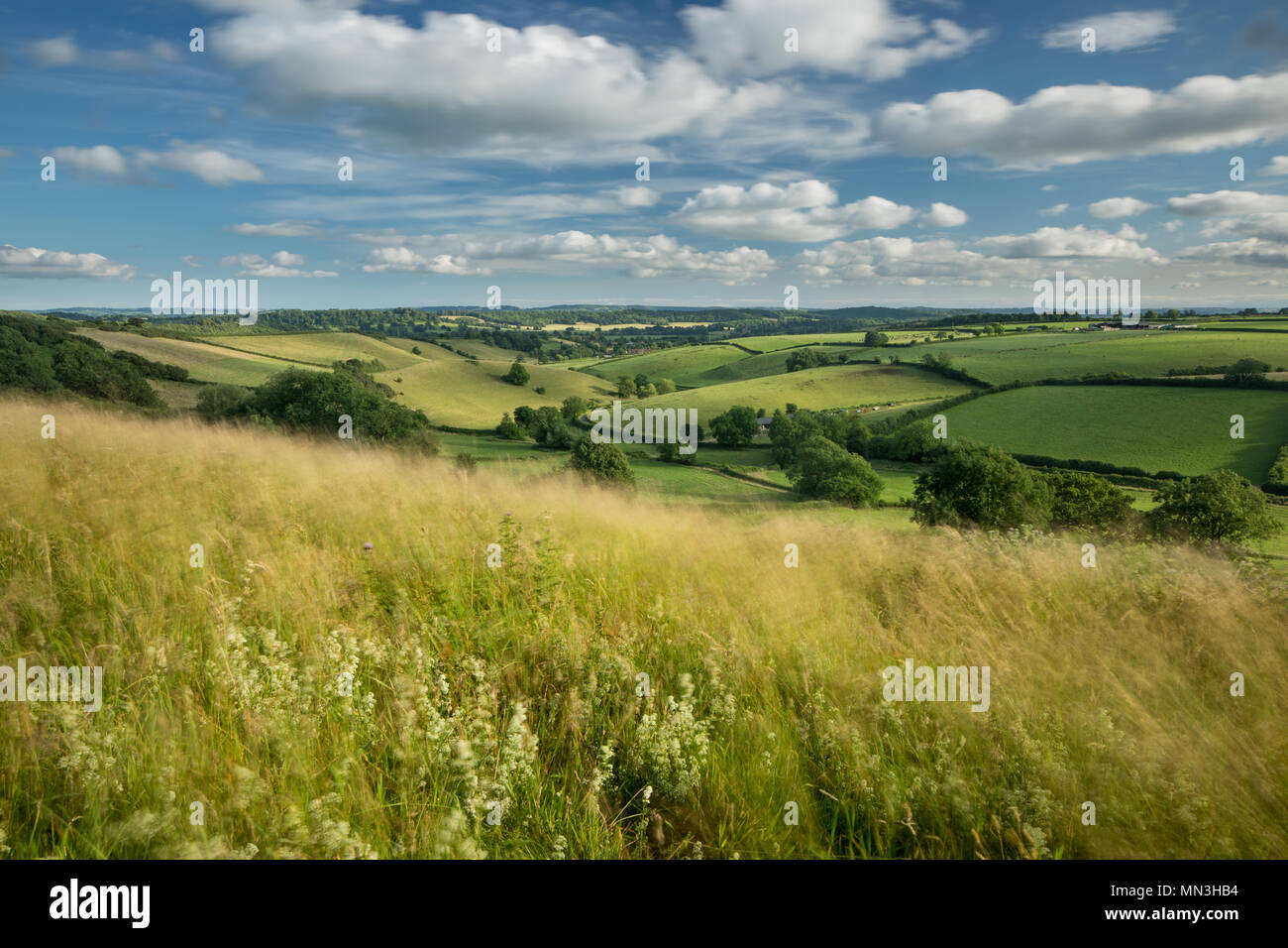 Summer in the rolling countryside nr Oborne, nr Sherborne, Dorset, England, Stock Photo