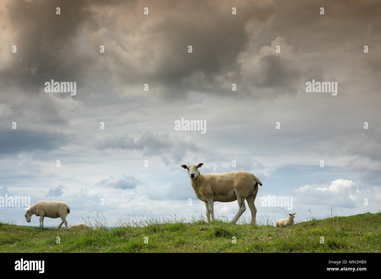 Sheep on Corton Denham Beacon, Somerset, England, UK Stock Photo