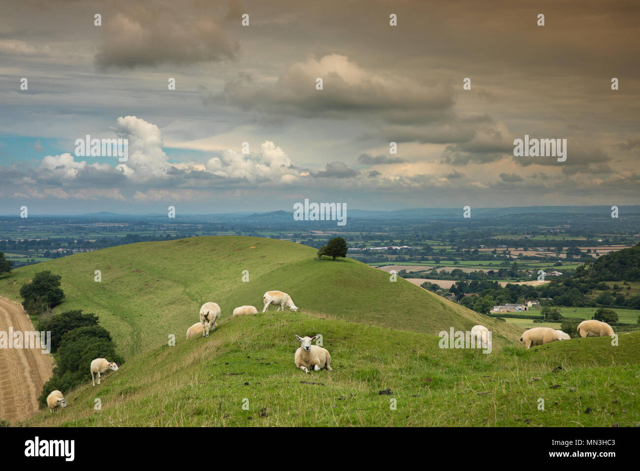 Sheep on Corton Denham Beacon, Somerset, England, UK Stock Photo
