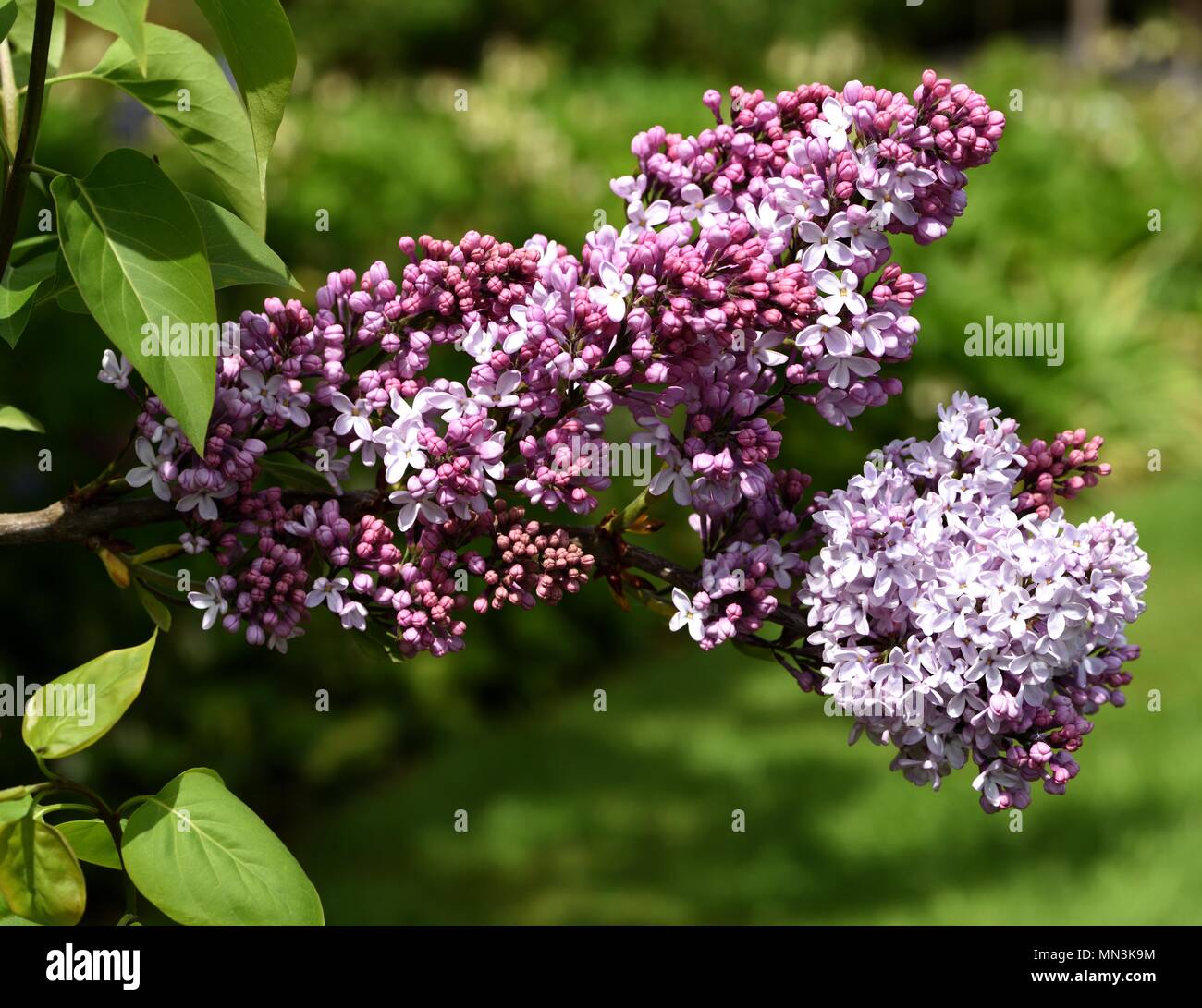 Lilac tree shrub spring syringa hi-res stock photography and images - Alamy