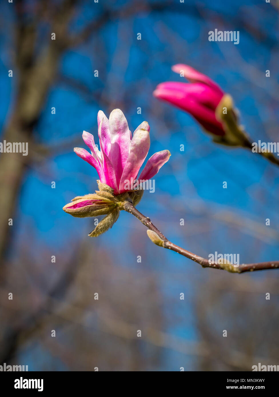 Pinkish flower hi res stock photography and images Alamy Pinkish flower hi res stock photography and images Alamy