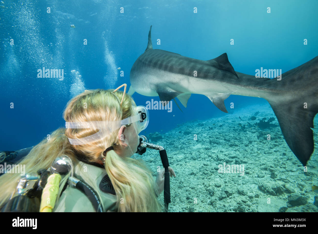 Female scuba diver indian ocean hires stock photography and images Alamy