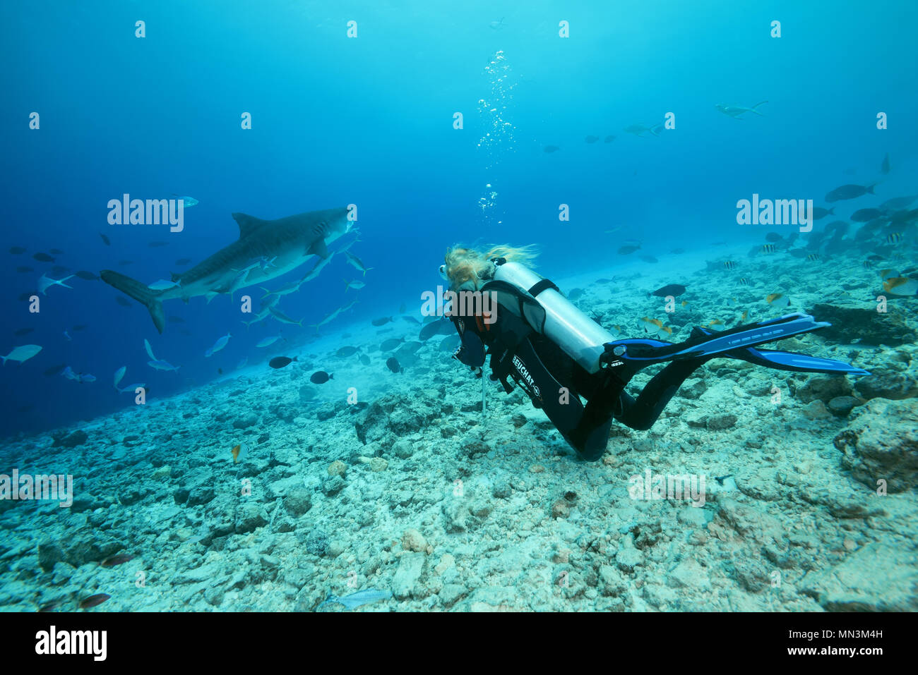 Female scuba diver looks at a Tiger Shark (Galeocerdo cuvier) Stock Photo
