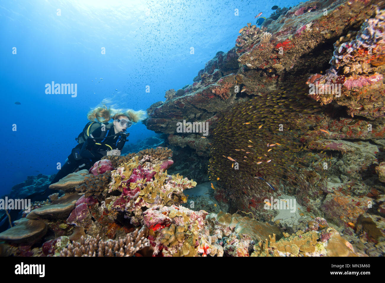 Female scuba diver look at school of glassfish near coral reef. Glass fish or Pigmy sweeper (Parapriacanthus ransonneti) Stock Photo