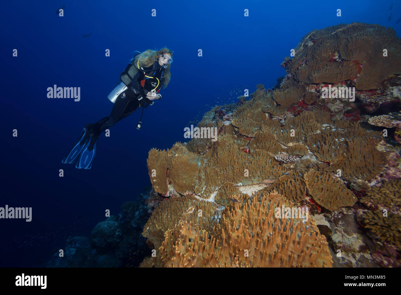 Female scuba diver lool at beautiful coral reef with soft corals -  Leather Coral (Sinularia gibberosa) Stock Photo