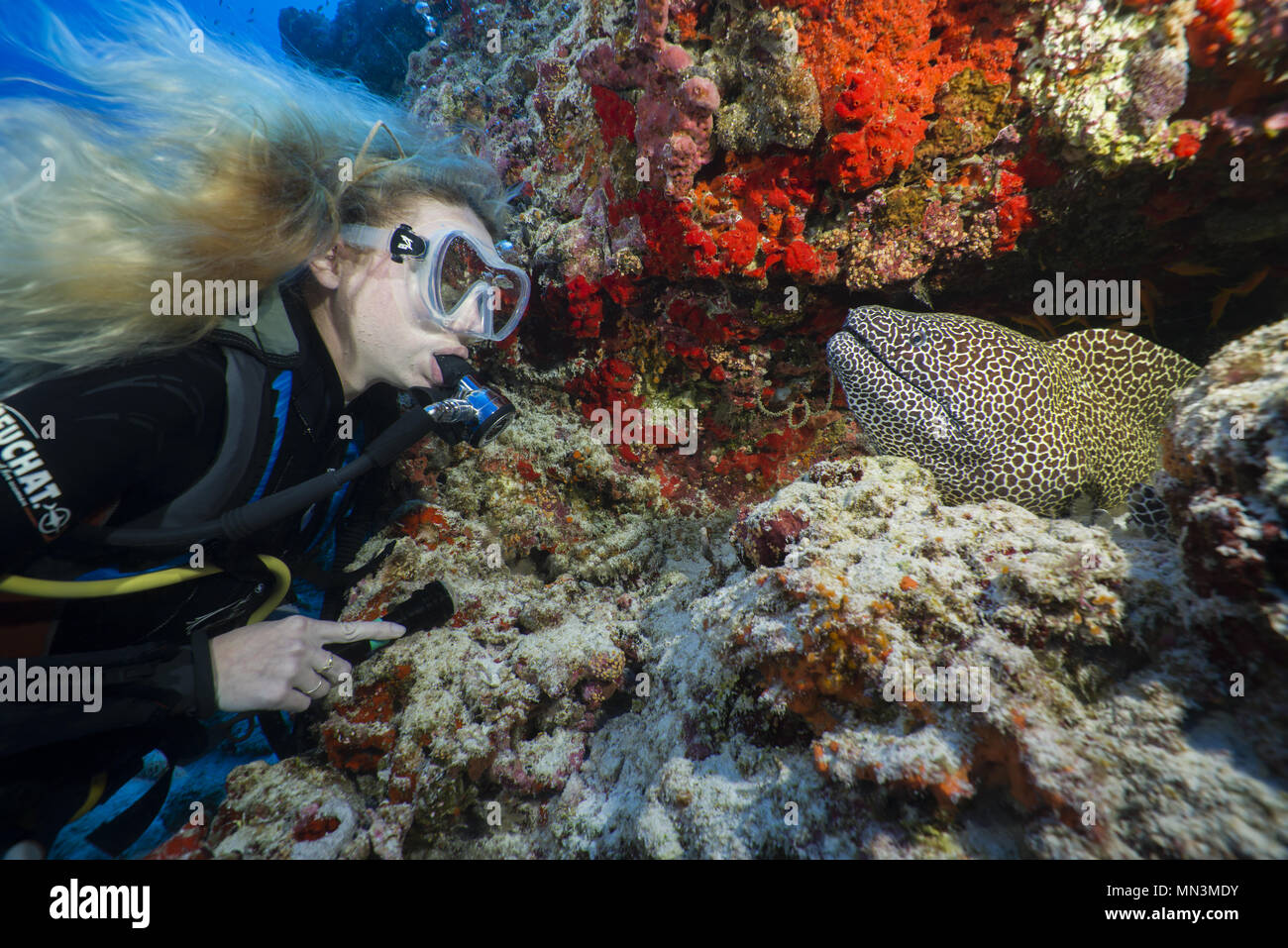 Female scuba diver looks at moray eel. Laced moray, Leopard moray or Honeycomb Moray (Gymnothorax favagineus) Stock Photo