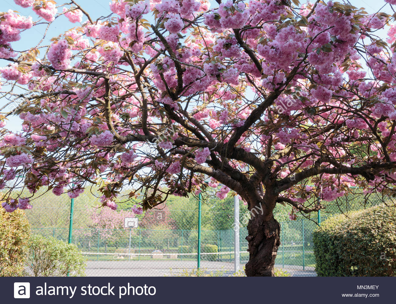 Ornamental Cherry Tree Stock Photos & Ornamental Cherry Tree Stock Images Alamy