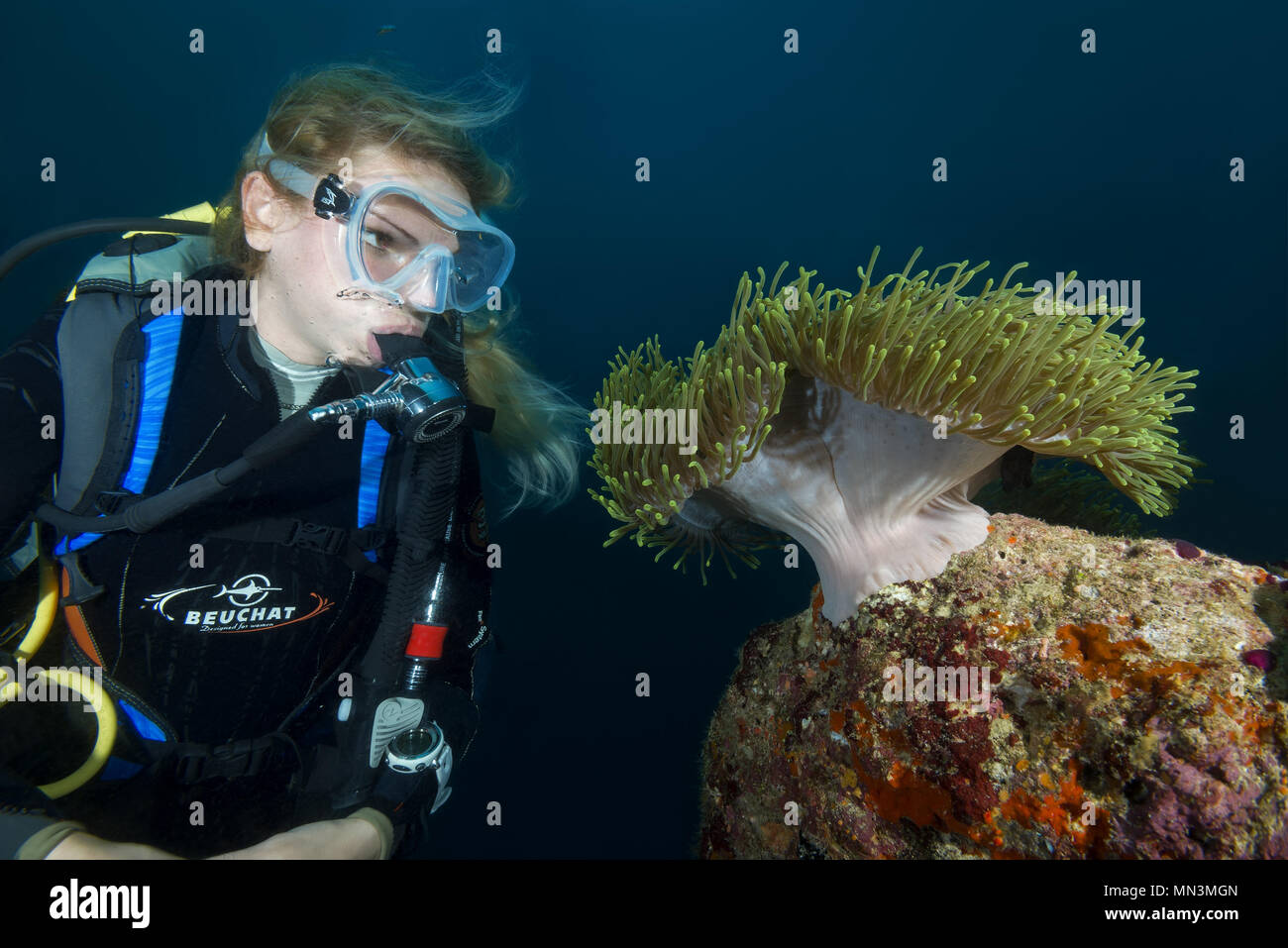 Female scuba diver looks at anemone. Magnificent Sea Anemone or Ritteri anemone (Heteractis magnifica) Stock Photo