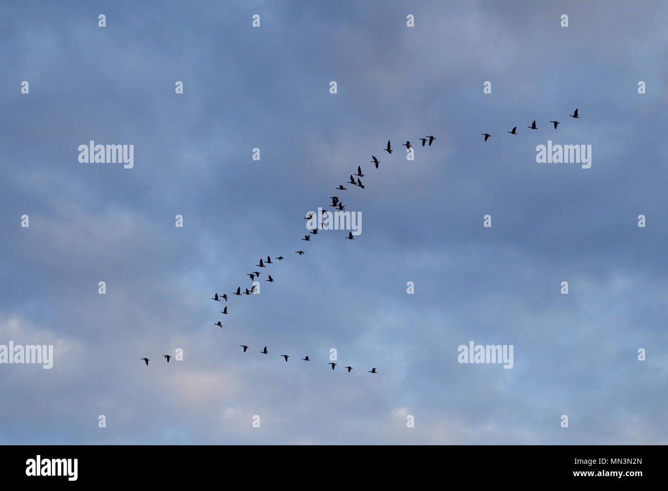 Wild geese. A flock of birds flying against the background of the sky Stock Photo