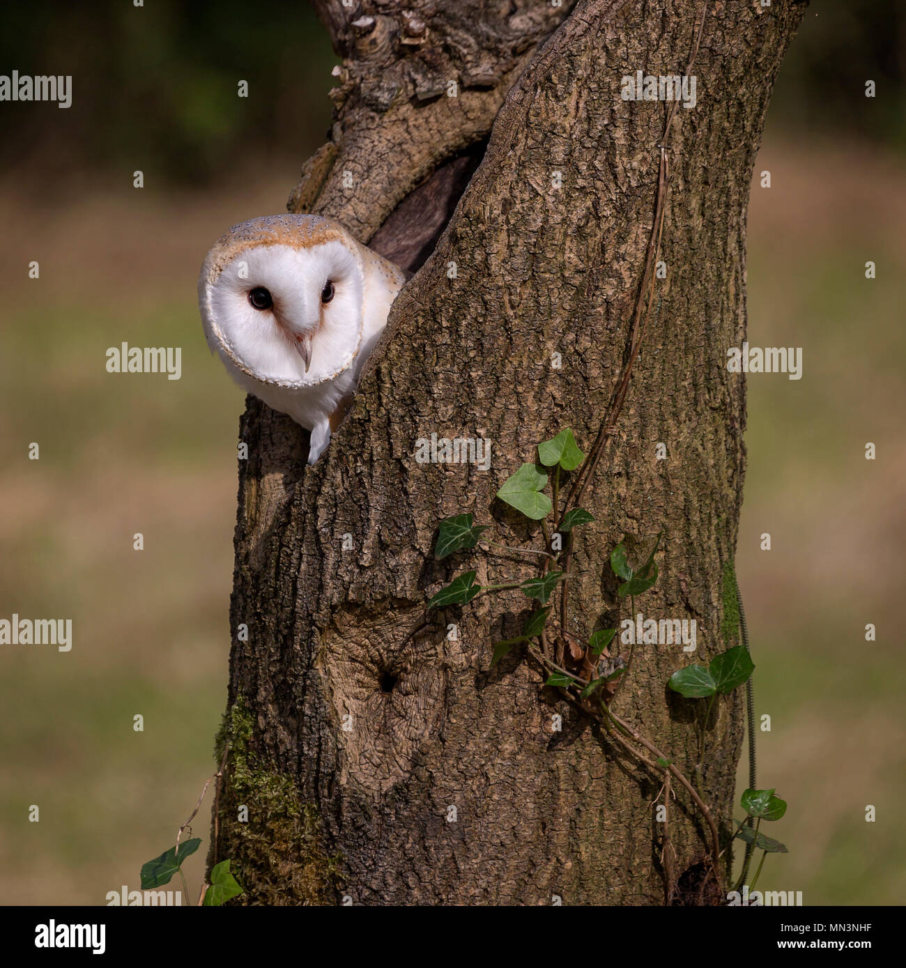 Barn Owl Stock Photo