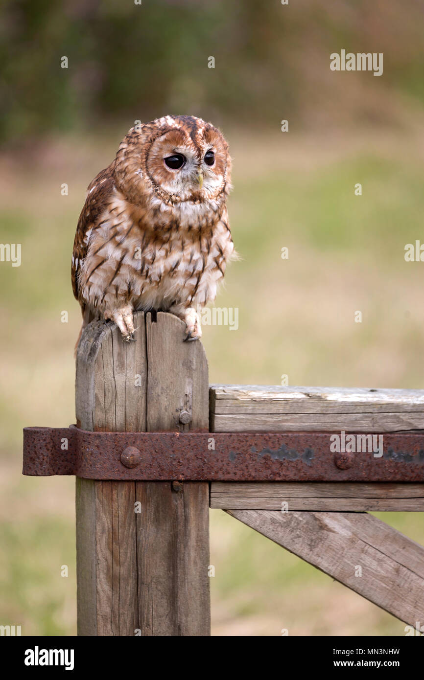 Largest Of The Owl Species Hi res Stock Photography And Images Alamy largest-of-the-owl-species-hi-res-stock-photography-and-images-alamy