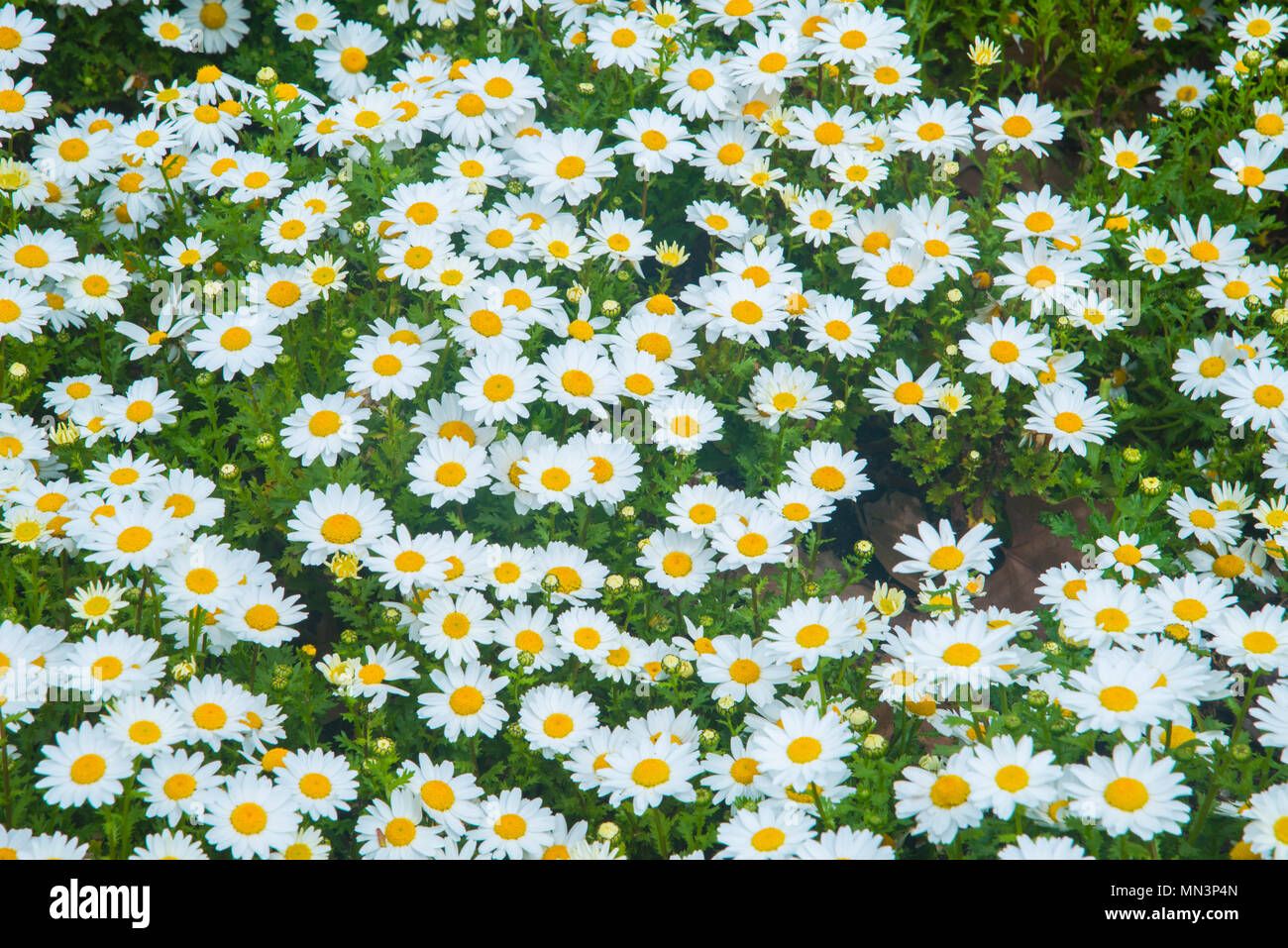 Daisy flowers. Stock Photo