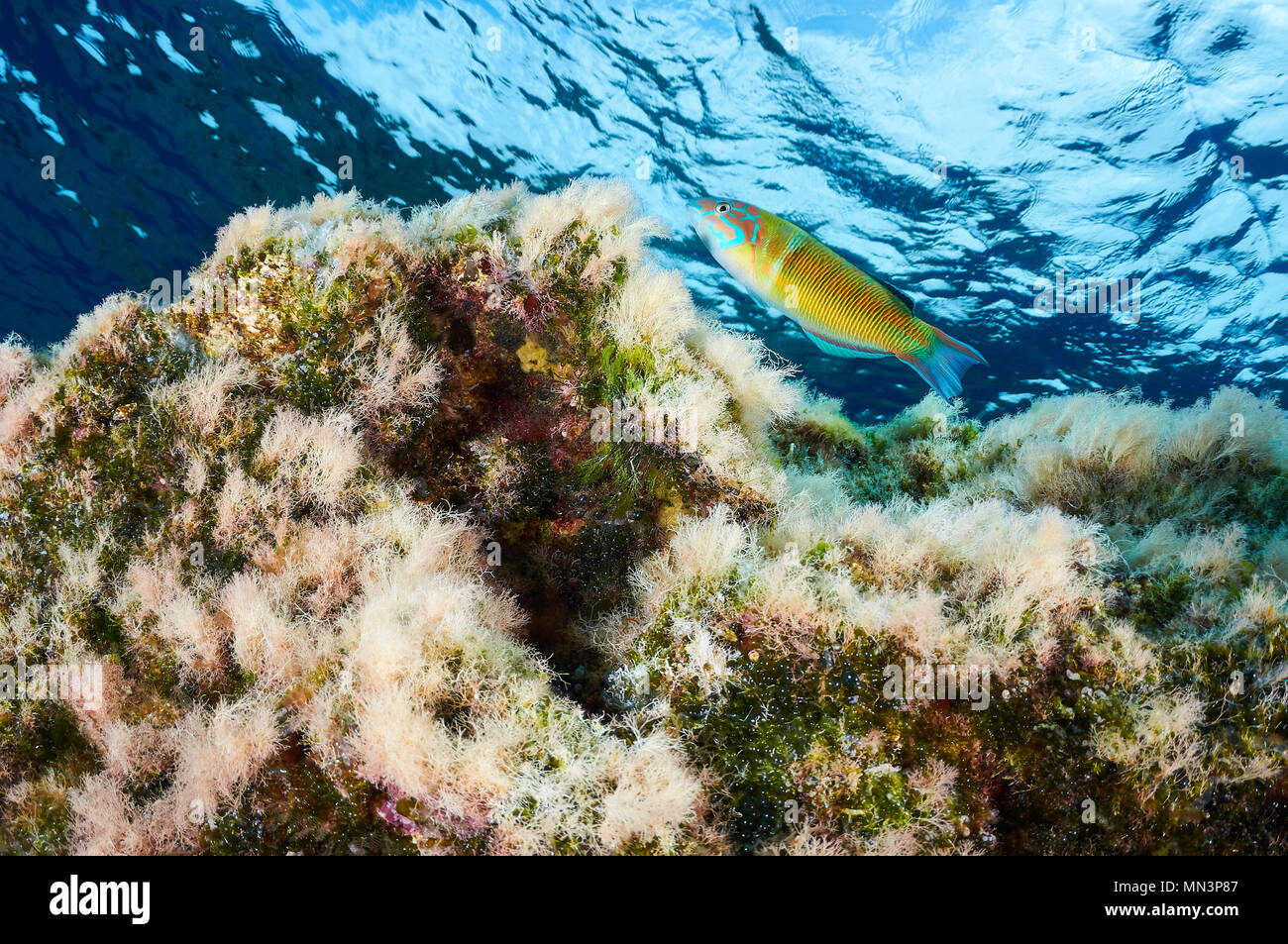 Ornate wrasse (Thalassoma pavo) with blue surface in the background at Es Vedrá islet (Ibiza,Balearic Islands, Spain) Stock Photo