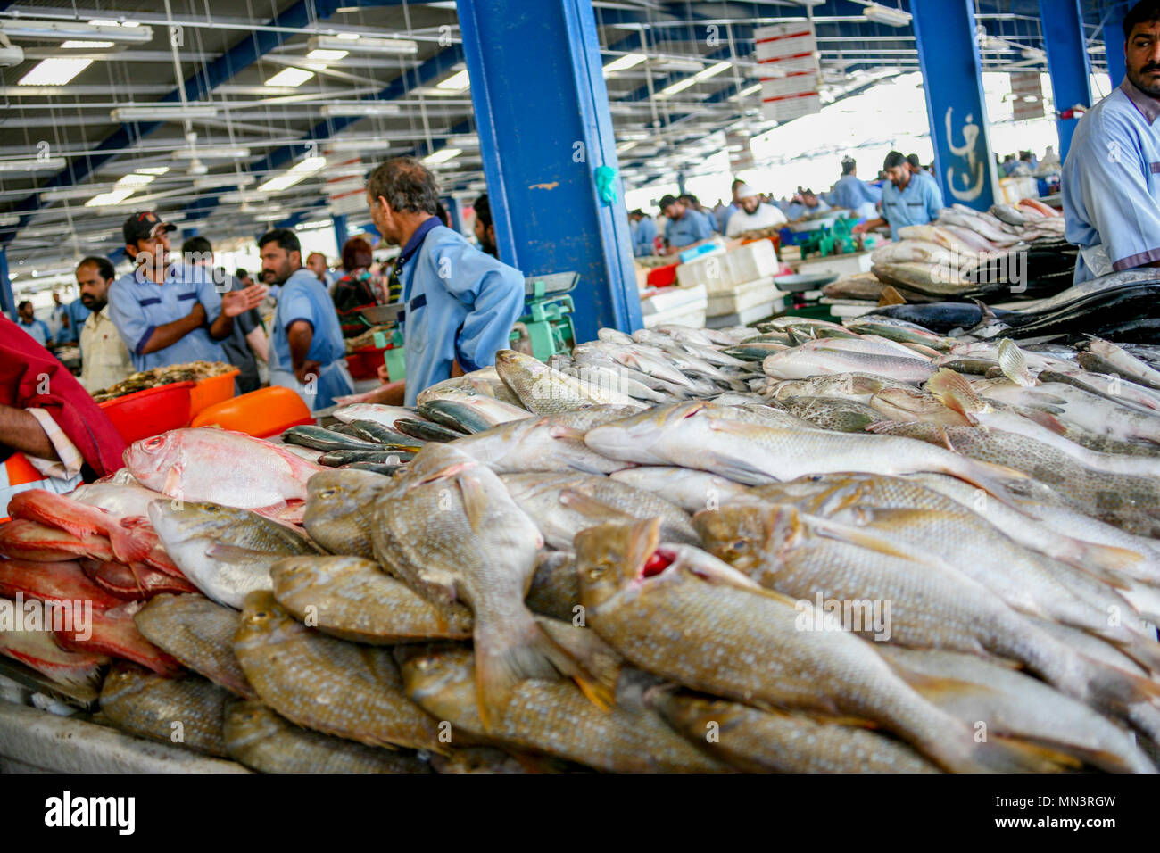 Fresh fish in Dubai fish market Stock Photo Alamy