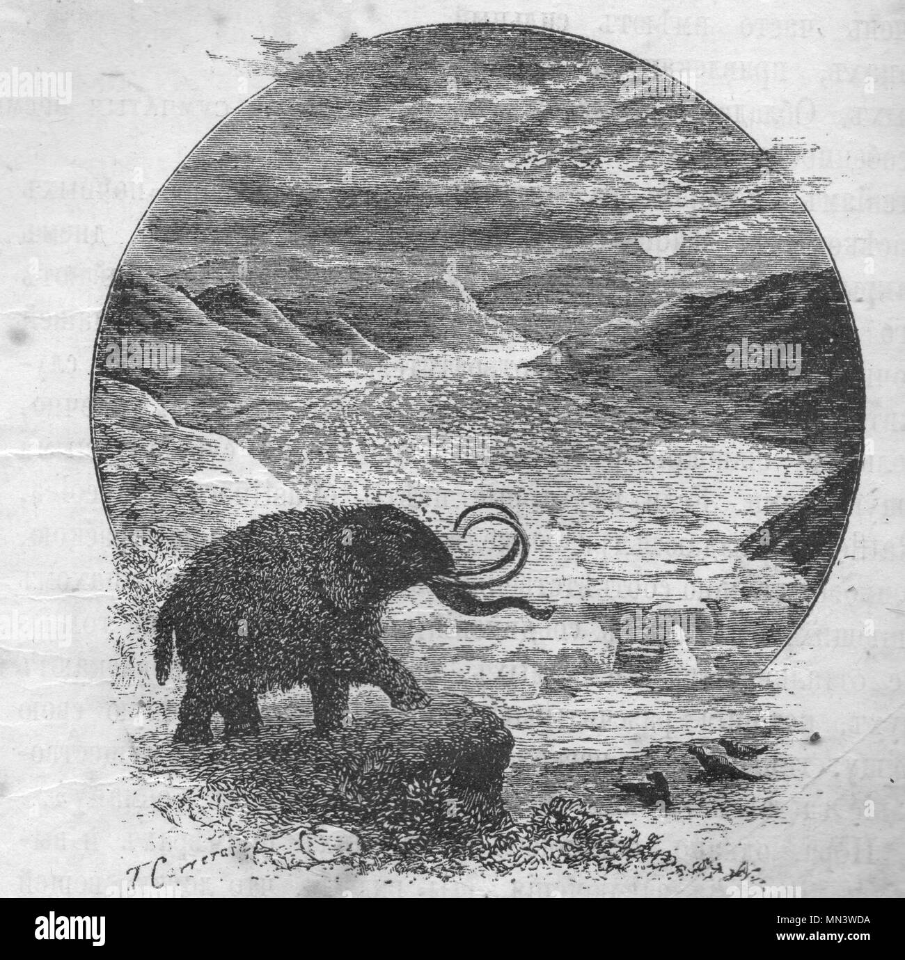 Mammoth. Vintage engraved illustration. Published in magazine in 1900. Stock Photo