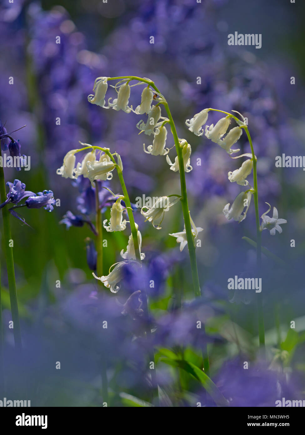 Bluebells and white variation Hyacinthoides non-scriptus Blickling Great Wood May Stock Photo