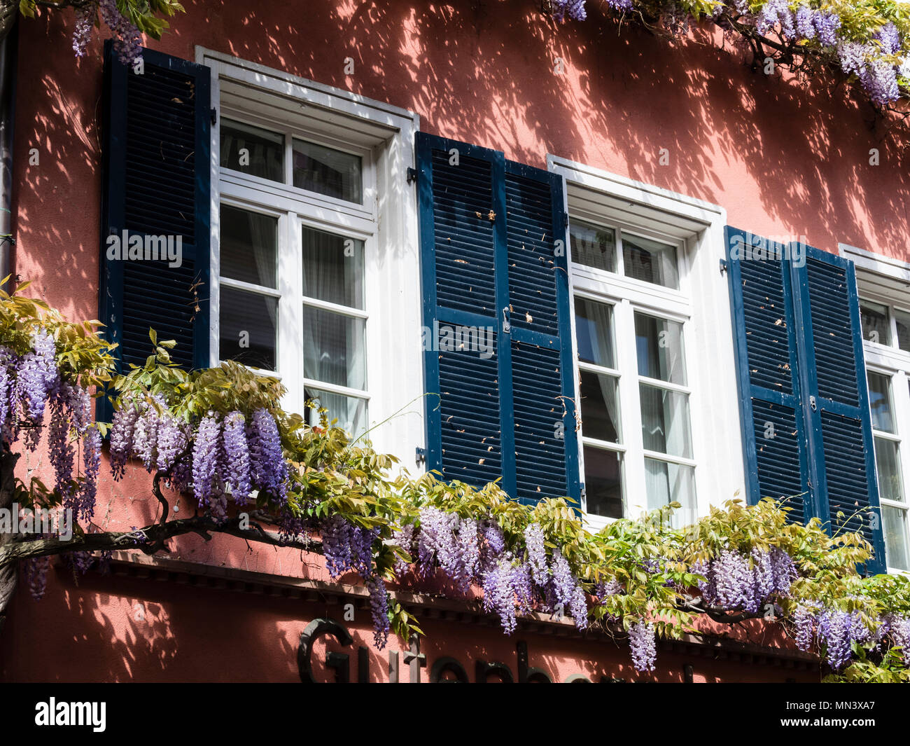 Blauregen wisteria sinensis hi-res stock photography and images - Alamy