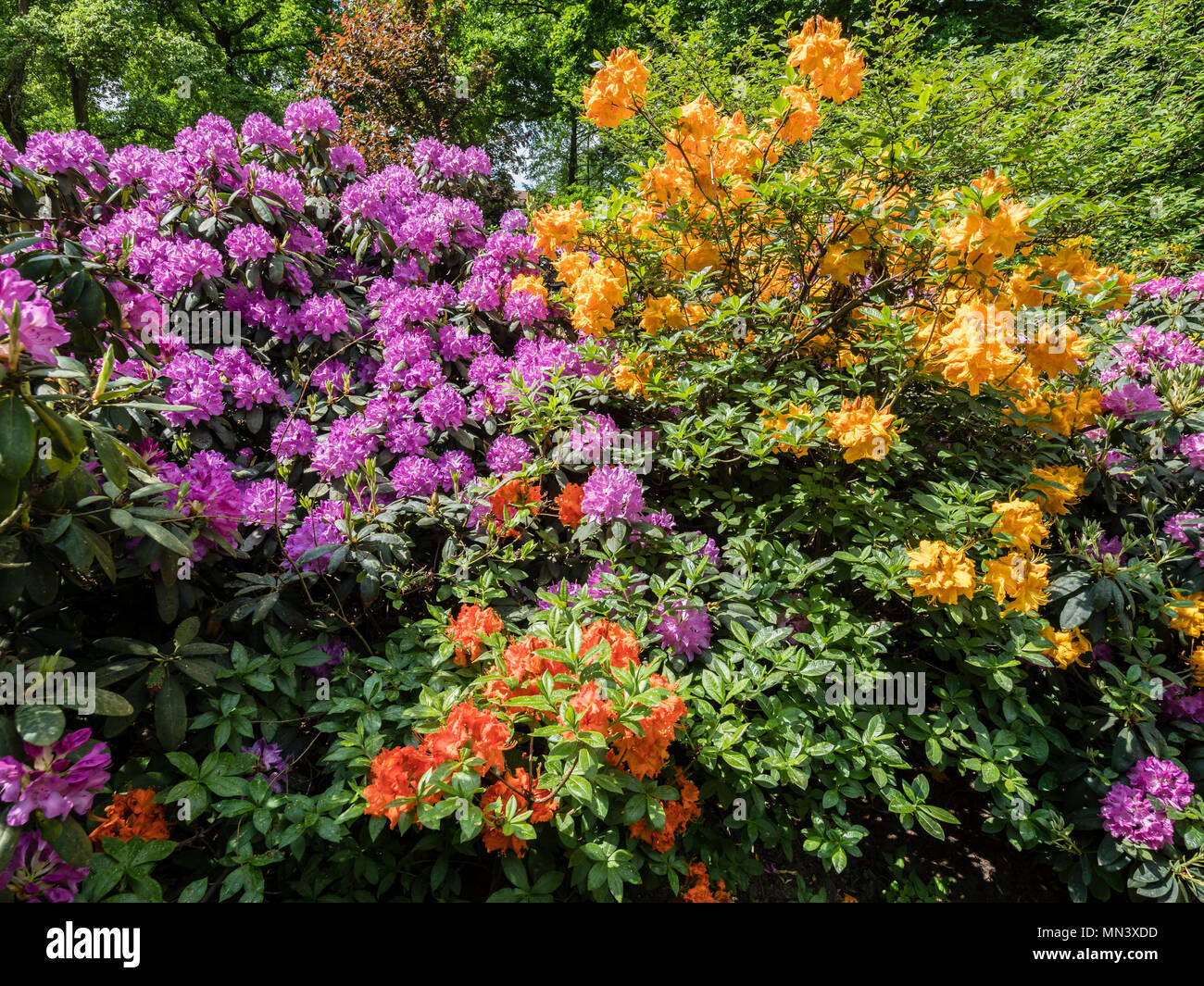 Colorful Rhododendron plants, park 'Französicher Garten' (French Garden) , Celle, Lower-Saxony, Germany Stock Photo