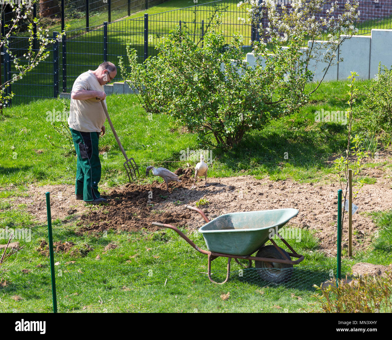 Man digging in garden Stock Photo