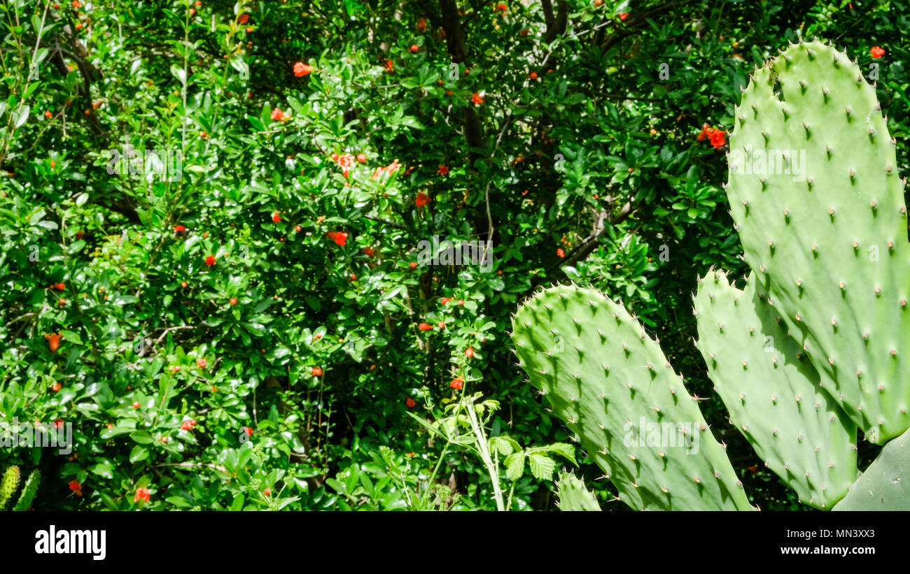 Barbary fig cactus Stock Photo
