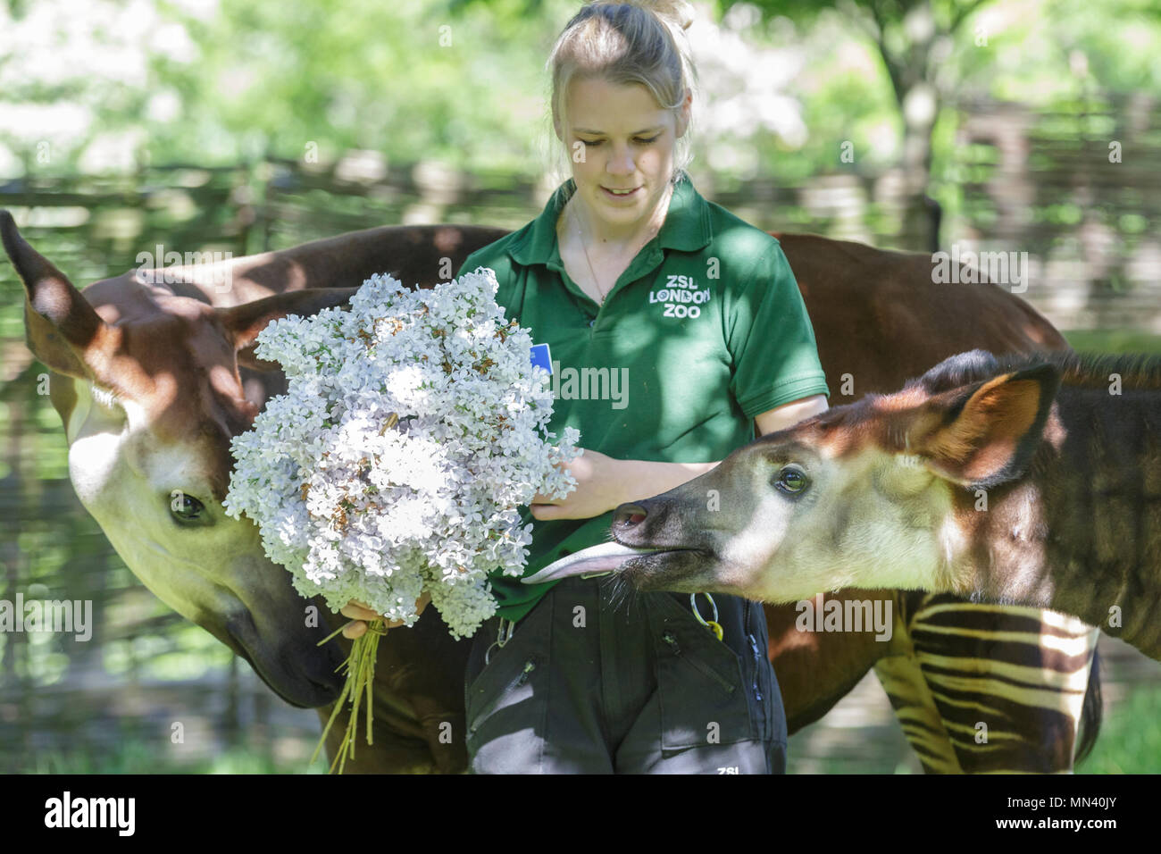ZSL London Zoo, London, 14th May 2018. Meghan, the young okapi, with her mum Oni and keeper Gemma Metcalf, is given a royal treat to celebrate the forthcoming Royal Wedding – a bouquet of edible violet flowers to rival her namesake’s, Meghan Markle. The five-month-old, who was named after Meghan to commemorate the Royal couple’s engagement, is given the tasty blooms ahead of the big day - so neither Meghan has to share the spotlight. Credit: Imageplotter News and Sports/Alamy Live News Stock Photo