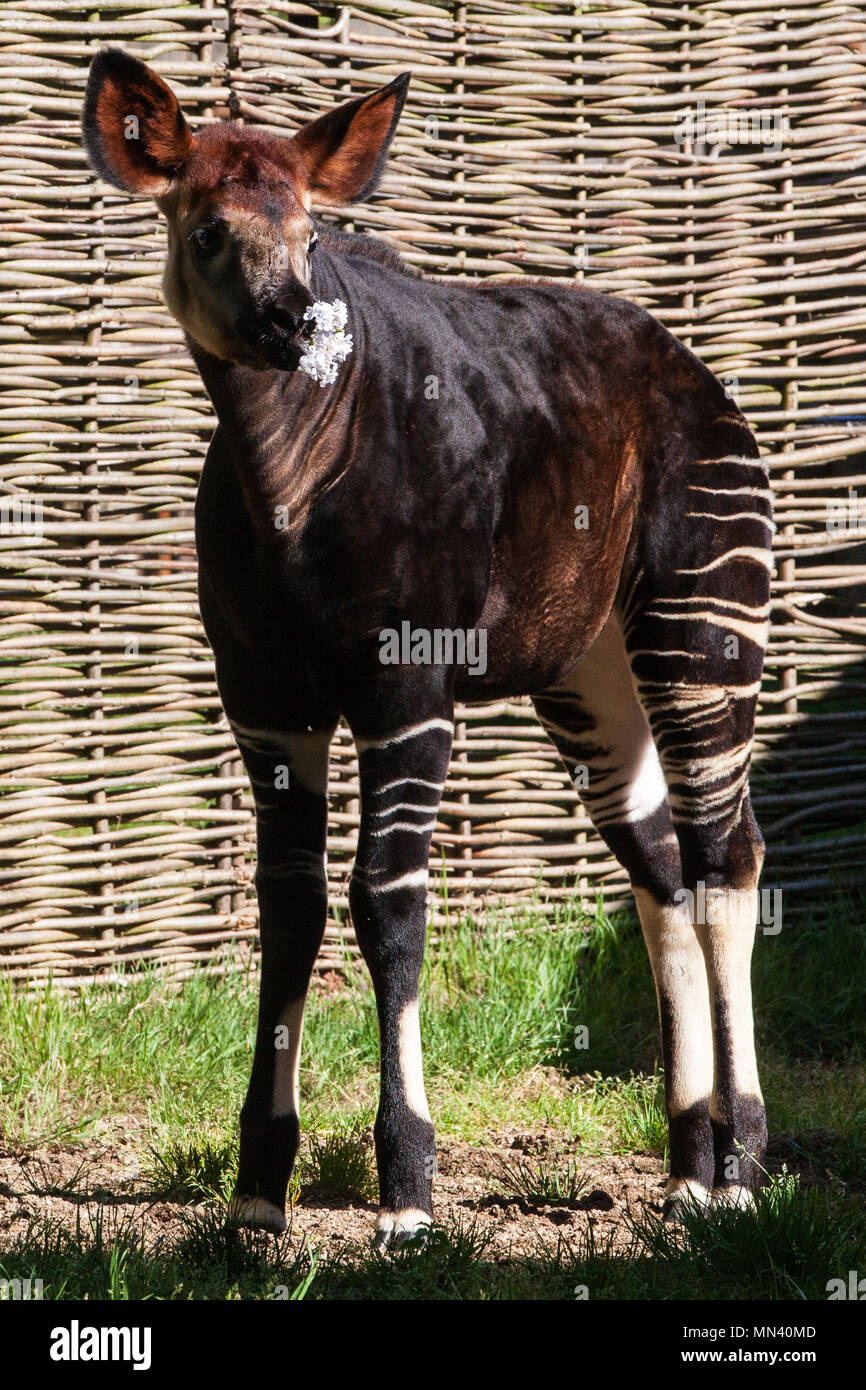 You laugh the hardest in grief': And Mrs, the cathartic romcom about  marrying your dead fiance | Movies | The Guardian, image size:866x1390