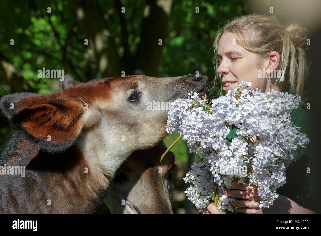 ZSL London Zoo, London, 14th May 2018. Meghan, the young okapi, with her mum Oni and keeper Gemma Metcalf, is given a royal treat to celebrate the forthcoming Royal Wedding – a bouquet of edible violet flowers to rival her namesake’s, Meghan Markle. The five-month-old, who was named after Meghan to commemorate the Royal couple’s engagement, is given the tasty blooms ahead of the big day - so neither Meghan has to share the spotlight. Credit: Imageplotter News and Sports/Alamy Live News Stock Photo
