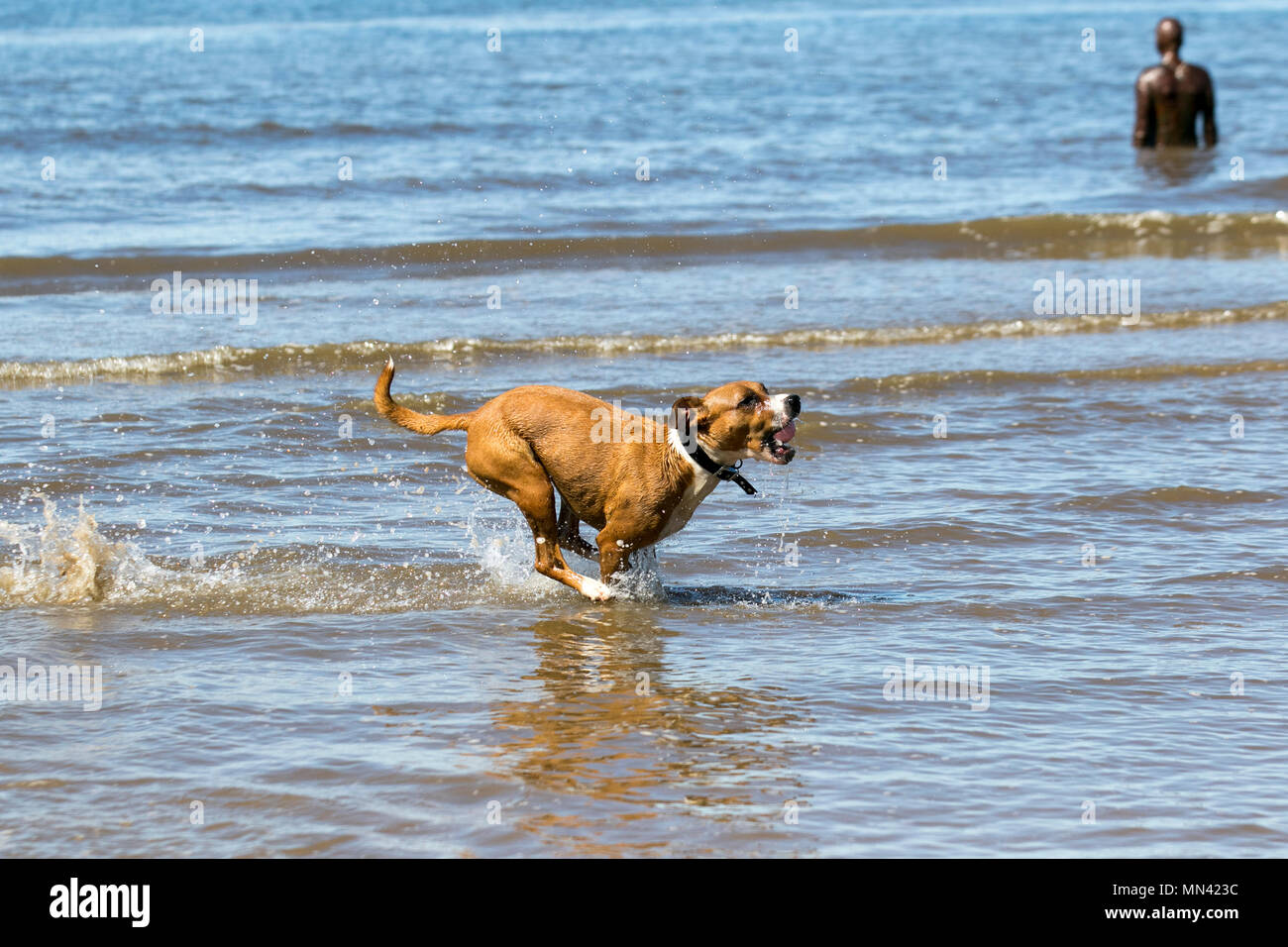 Is Crosby Beach Dog Friendly